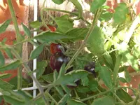CIMG0090.webp