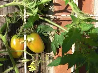 CIMG0095.webp