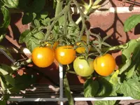 CIMG0096.webp