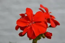 Geranie_33463.webp