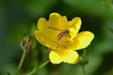 Großes Fingerkraut_28048.webp