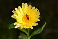 Ringelblume Schwebefliege_28809.webp