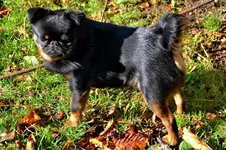 Schwarz_00007.webp