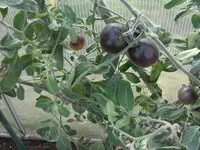 CIMG0105.webp