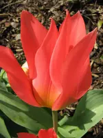 rot_IMG_1179.webp