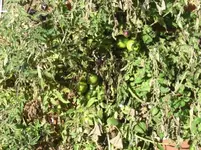 CIMG0080.webp