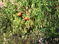 CIMG0076.webp