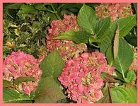 030.webp