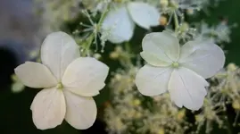 white (3).webp