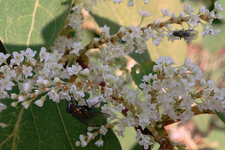 white (2).webp