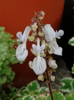 white (1).webp