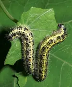TiereMakro (47).webp