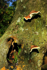 Baum_Aushöhlung_Graswuchs_Pilze am Stamm_600.webp