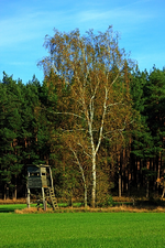 Hochsitz_Birke im Herbstlaub_stilllife_Stilleben_600.webp