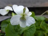 P1030618.webp