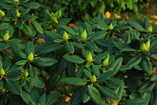 Rhodi_Knospen für 2015_640.webp