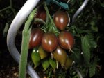 tomate-karins-schokozipfel.JPG