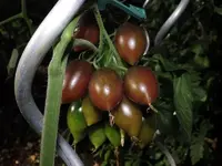 tomate-karins-schokozipfel.webp
