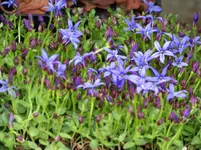 Pratia pedunculata County Park.webp