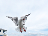 Copy of IMG_9671v.webp