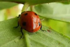 Rot_00007.webp