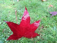 IMG_0146v.webp