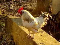 0005_Hahn.webp