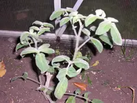 CIMG0141.webp