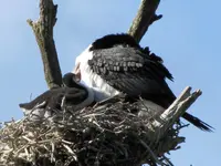 Kormoran v.webp