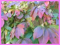 003.webp