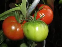Fleischtomate-Mashenka-tomat-Машенька.webp
