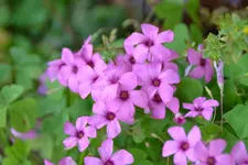 Rosa_0001.webp
