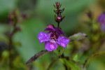 Angelonia_00001.JPG