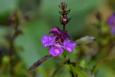 Angelonia_00001.webp