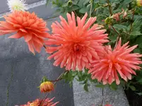 P1160724.webp