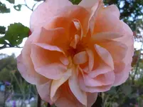 P1160721.webp