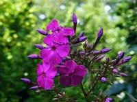 Phlox violett.webp