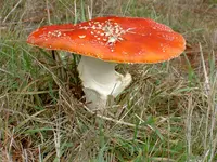 Fliegenpilz v.webp