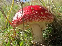 Fliegenpilz v (1).webp