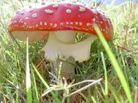 Fliegenpilz v (2).webp