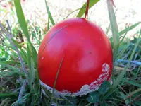 Fliegenpilz v (3).webp