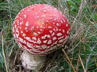 Fliegenpilz v (4).webp