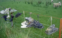 Havelock Turnschuhe (2).webp