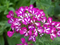 004 (2).webp