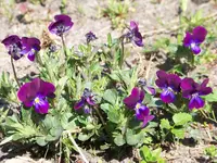010 (3).webp