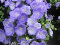 039.webp