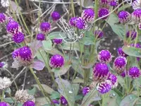 119.webp