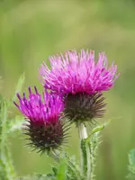 Bach-Kratzdiestel.webp