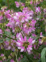 bunte Kronwicke.webp