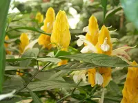 Pachystachys lutea.webp